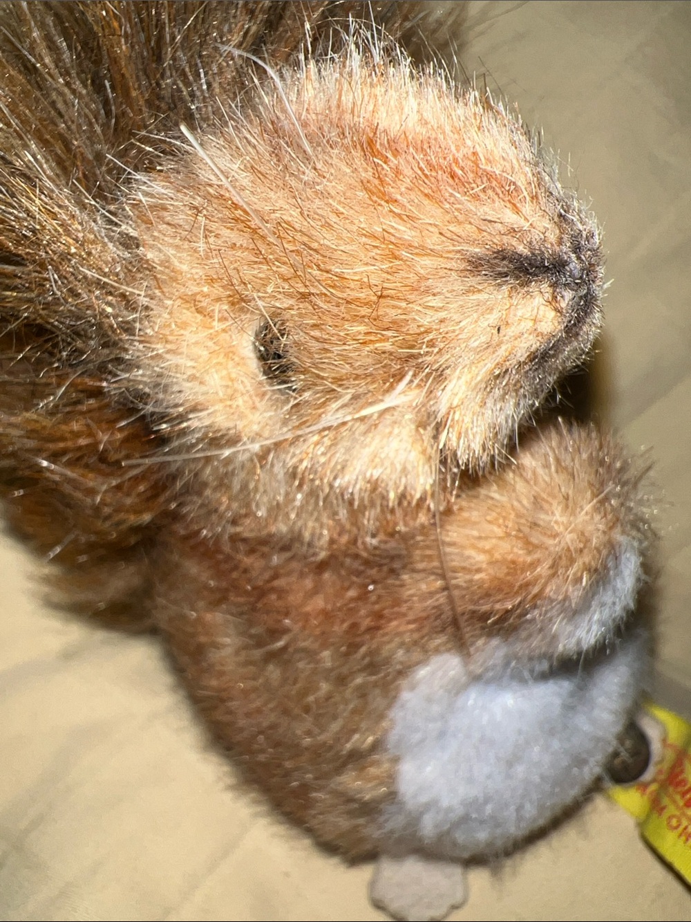 Steiff Squirrel - Picture 11 of 14